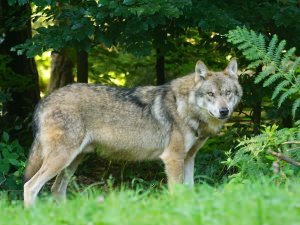 loup-1.jpg